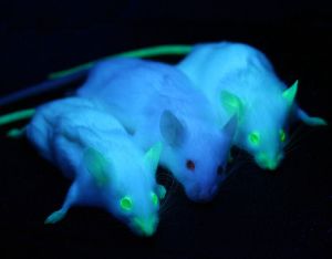 Two NOD/SCID mice expressing enhanced green fluorescent protein (eGFP) under UV-illumination flanking one plain NOD/SCID mouse from the non-transgenic parental line.
