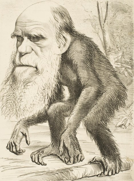 "A Venerable Orang-outang," a carciature of Charles Darwin as an ape, as publiched in the March 22, 1871 edition of the satirical magazine "The Hornet." (Unknown Artist of The Hornet / Wikimedia, courtesy of  University College London Digital Collections (18886))