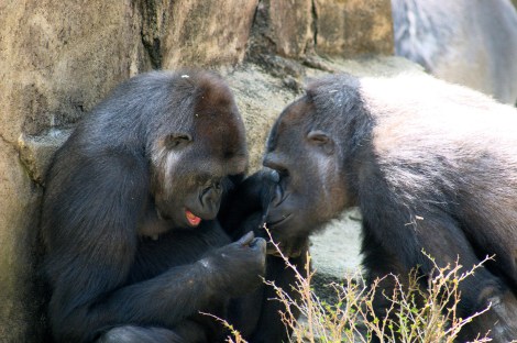 A common argument against evolution, the belief that evolutionary theory proposes that humans evolved directly from apes is faulty. It is more accurate to say that modern apes are our cousins, with whom we share a fairly recent common ancestor. (Kabir Bakie / Cininnate Zoo, Wikimedia Commons)