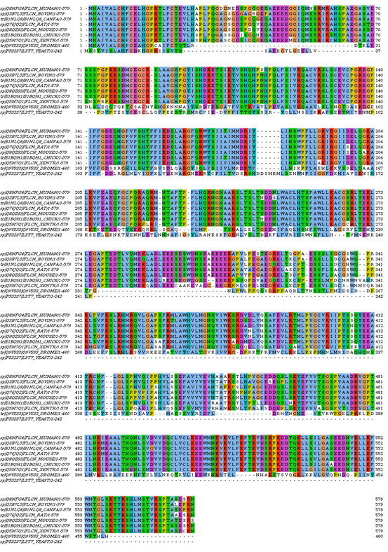 Taken from: www.bhdsyndrome.org
