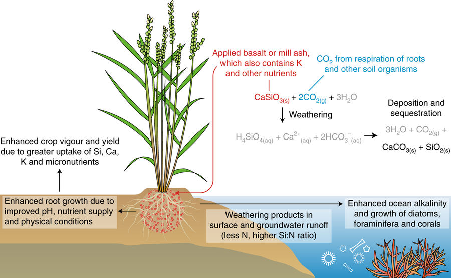 41477_2018_108_Fig1_HTML