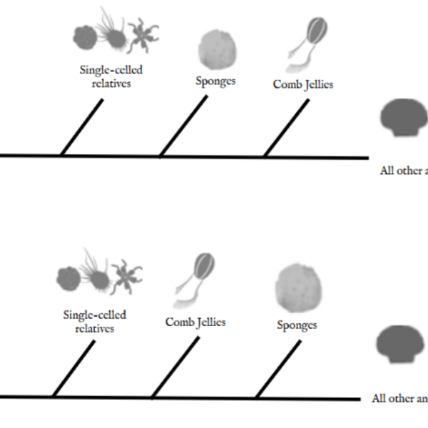 Origins of the nervous system as told by sea sponges and comb&nbsp;jellies