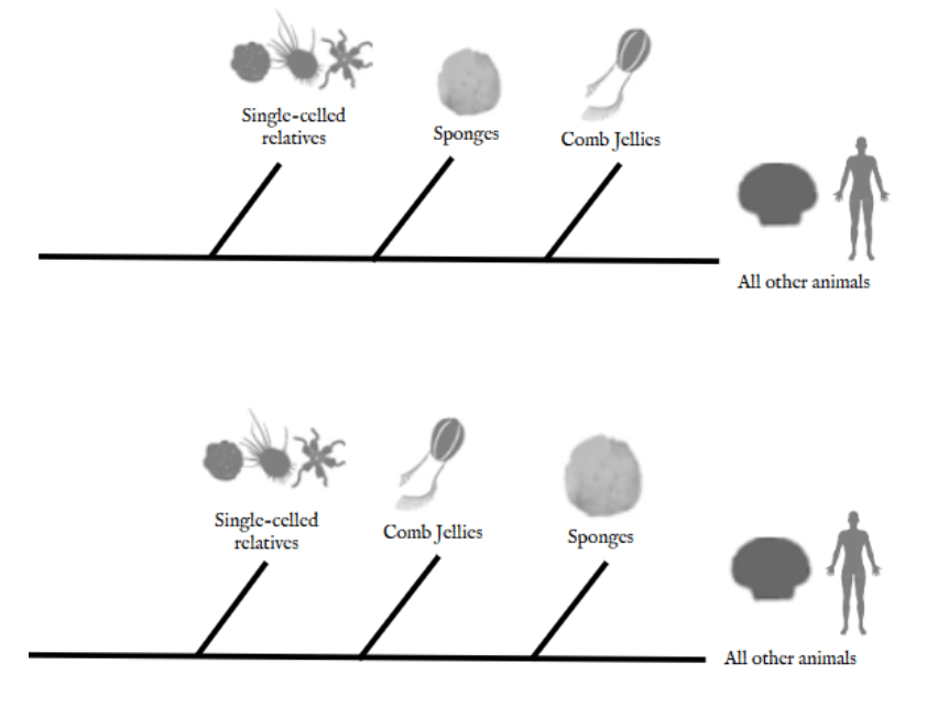 Origins of the nervous system as told by sea sponges and comb&nbsp;jellies