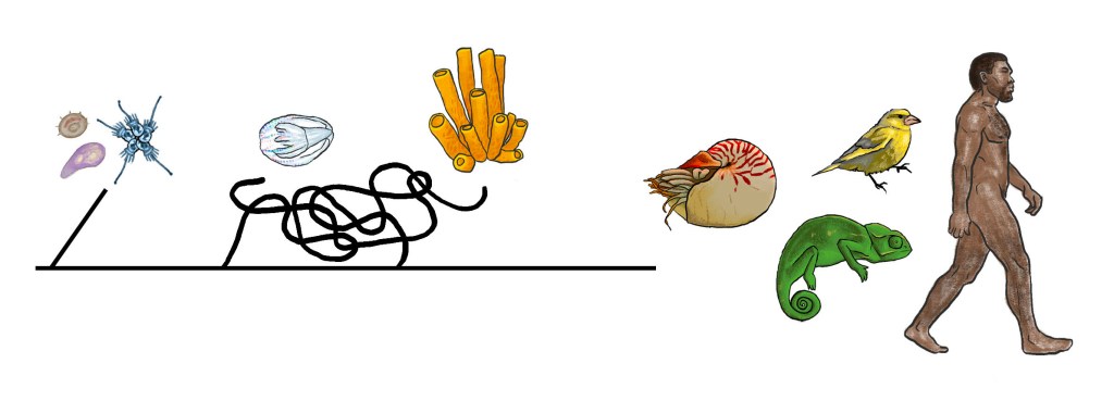 Origins of the nervous system as told by sea sponges and comb&nbsp;jellies