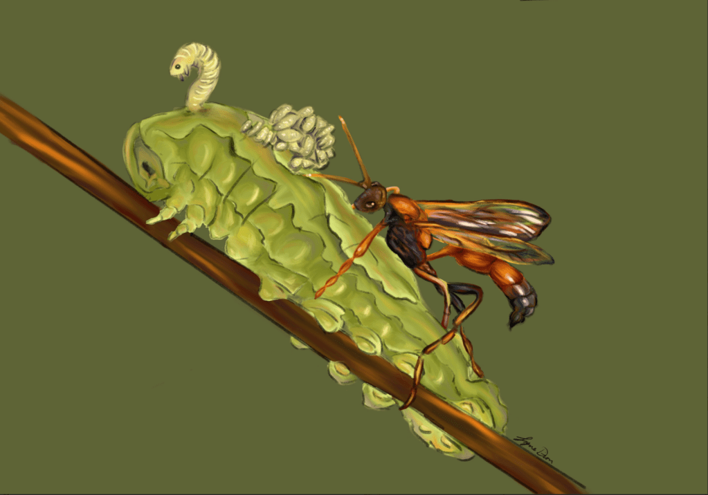 Parasitoidism acquaints a wasp with strange&nbsp;bedfellows