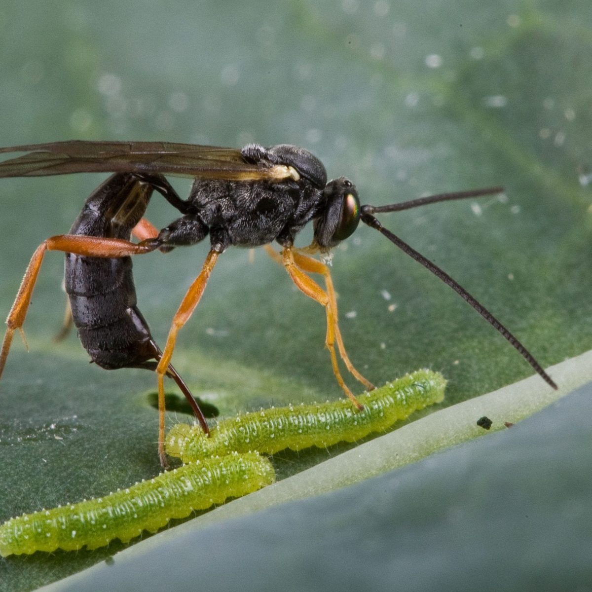 Parasitoidism acquaints a wasp with strange&nbsp;bedfellows