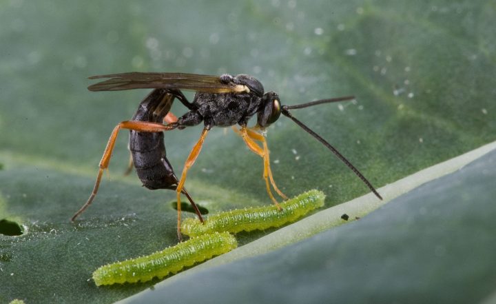 Parasitoidism acquaints a wasp with strange&nbsp;bedfellows